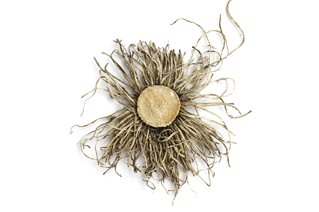 Herbario a mi manera